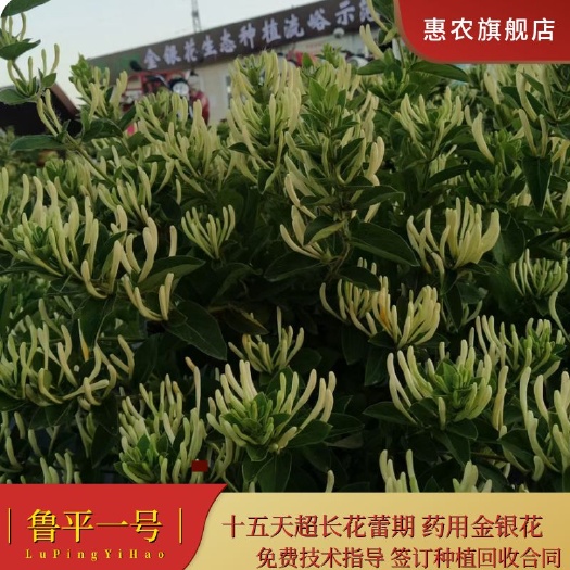 鲁平一号金银花苗 顺丰包邮 专业技术指导及干花回收