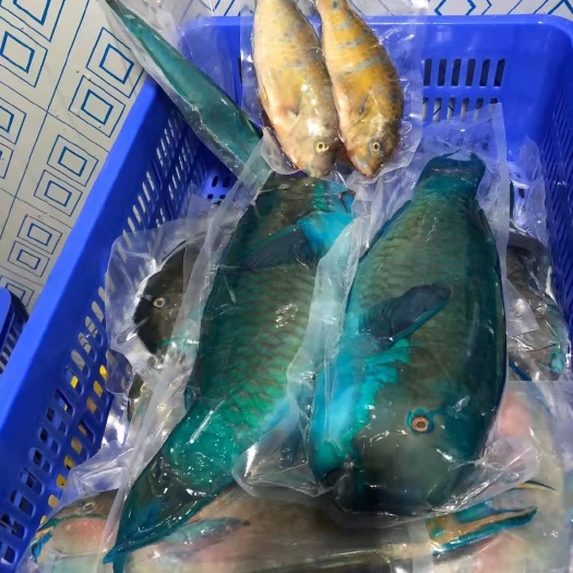 琼海市 西沙青衣鱼