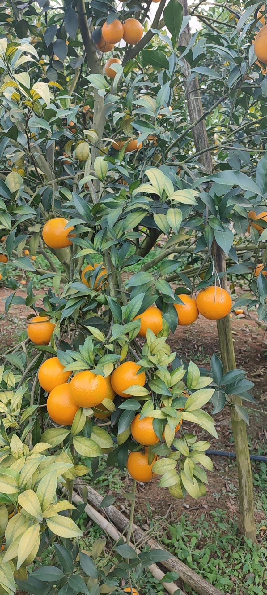红橙  广西扶绥县红江橙大量供应，需要的老板联系我。。