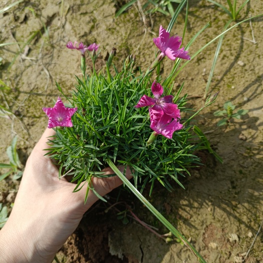 青州市 欧石竹粉贝花苗盆栽花期长 全年开花 耐寒宿根花卉