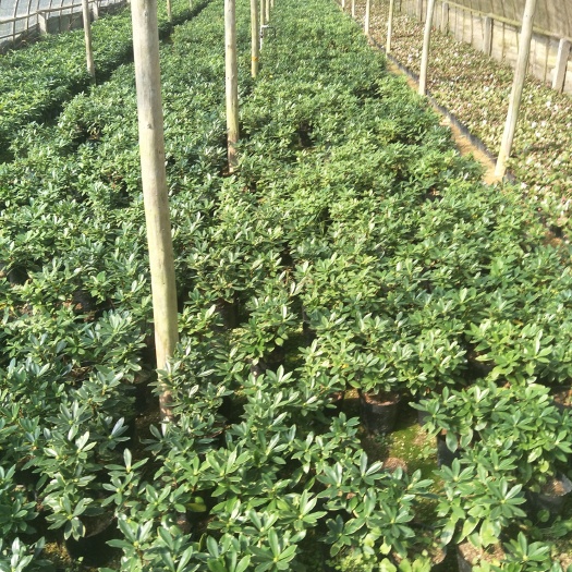 漳平市金边瑞香 工程货瑞香18杯，优惠优惠，带花苞