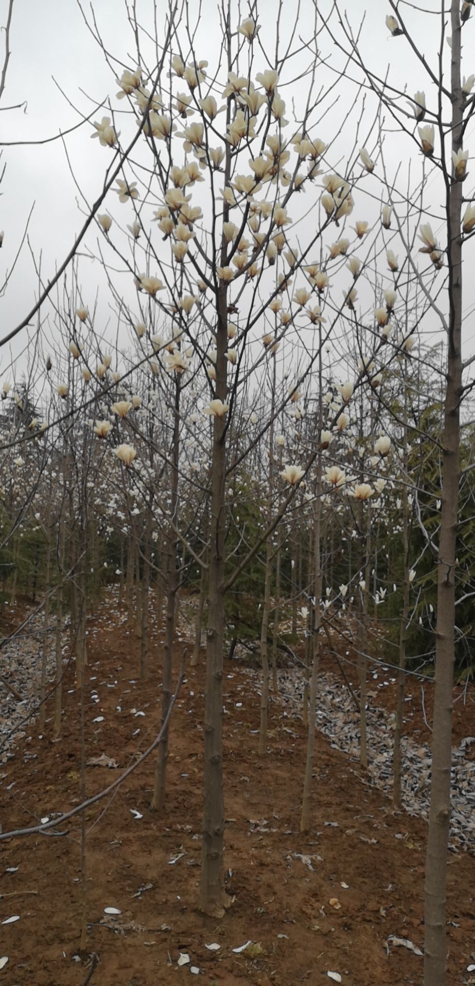 南京白玉兰