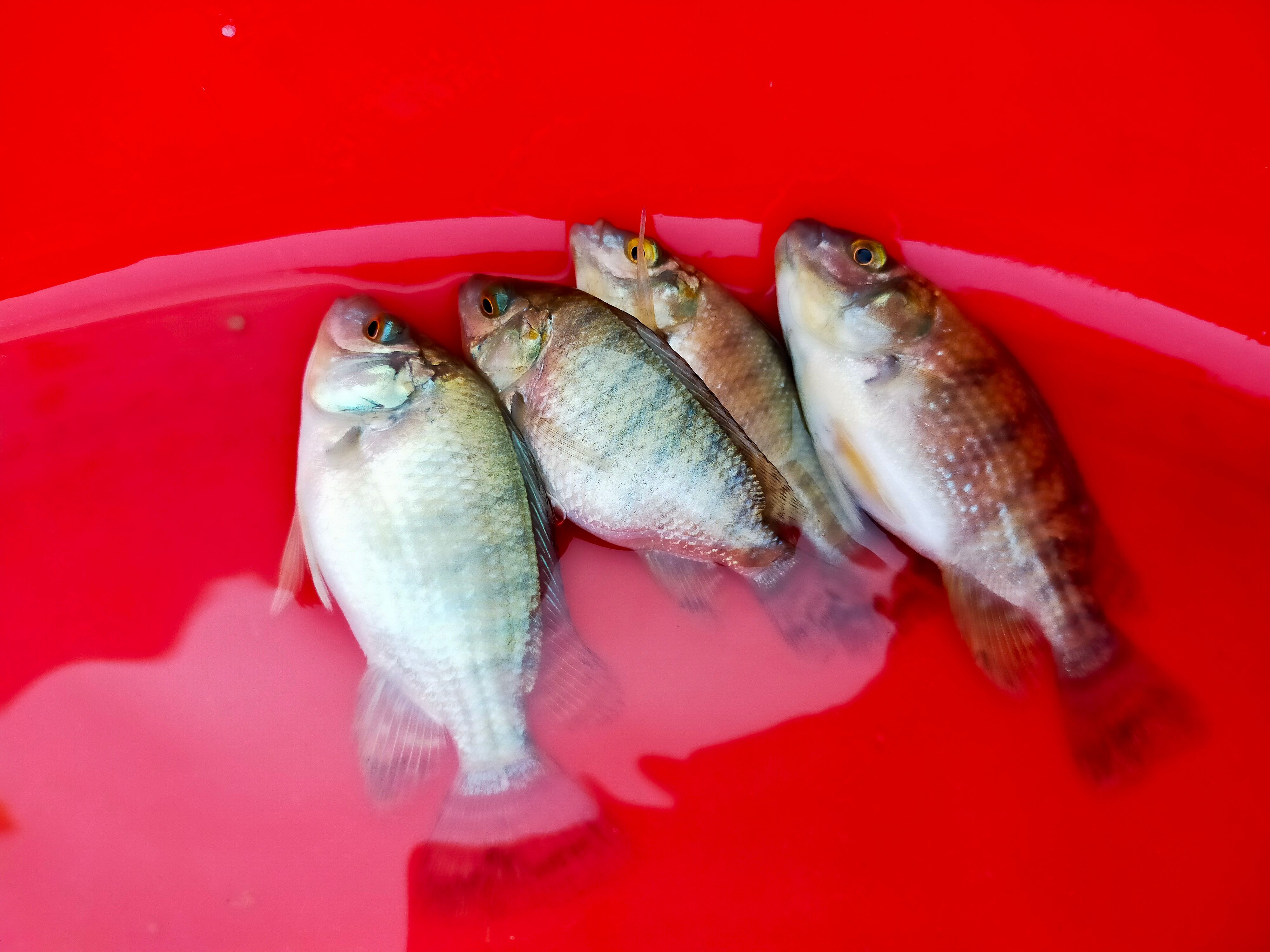 罗非鱼苗  青宝一号罗非种苗快大种苗