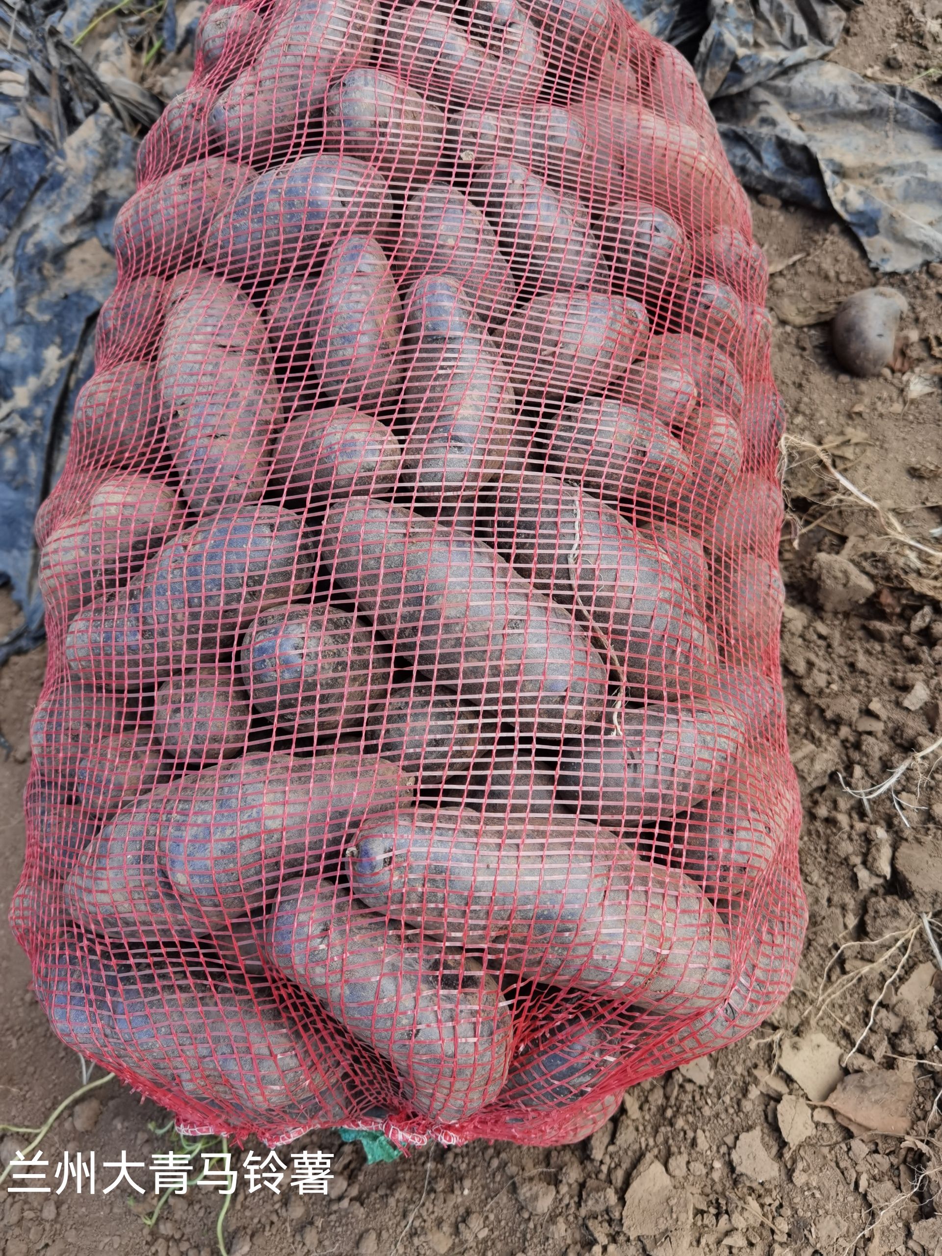 甘肃新鲜黑金刚土豆黑美人紫色马铃薯黑土豆洋芋