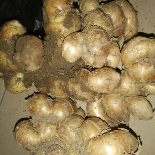 钦州广西钦州市钦北区出售大量新鲜沙姜，需要联系