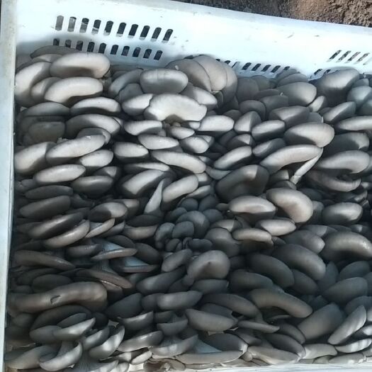 魏县 鲜平菇上市中产地直销量大从优