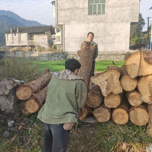 三穗县菜架木 贵州本地香杉寿木批发欢迎大家来看货
