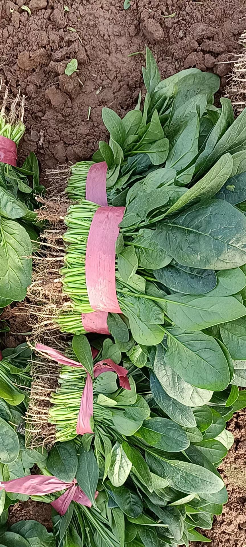 大叶菠菜 25~30cm