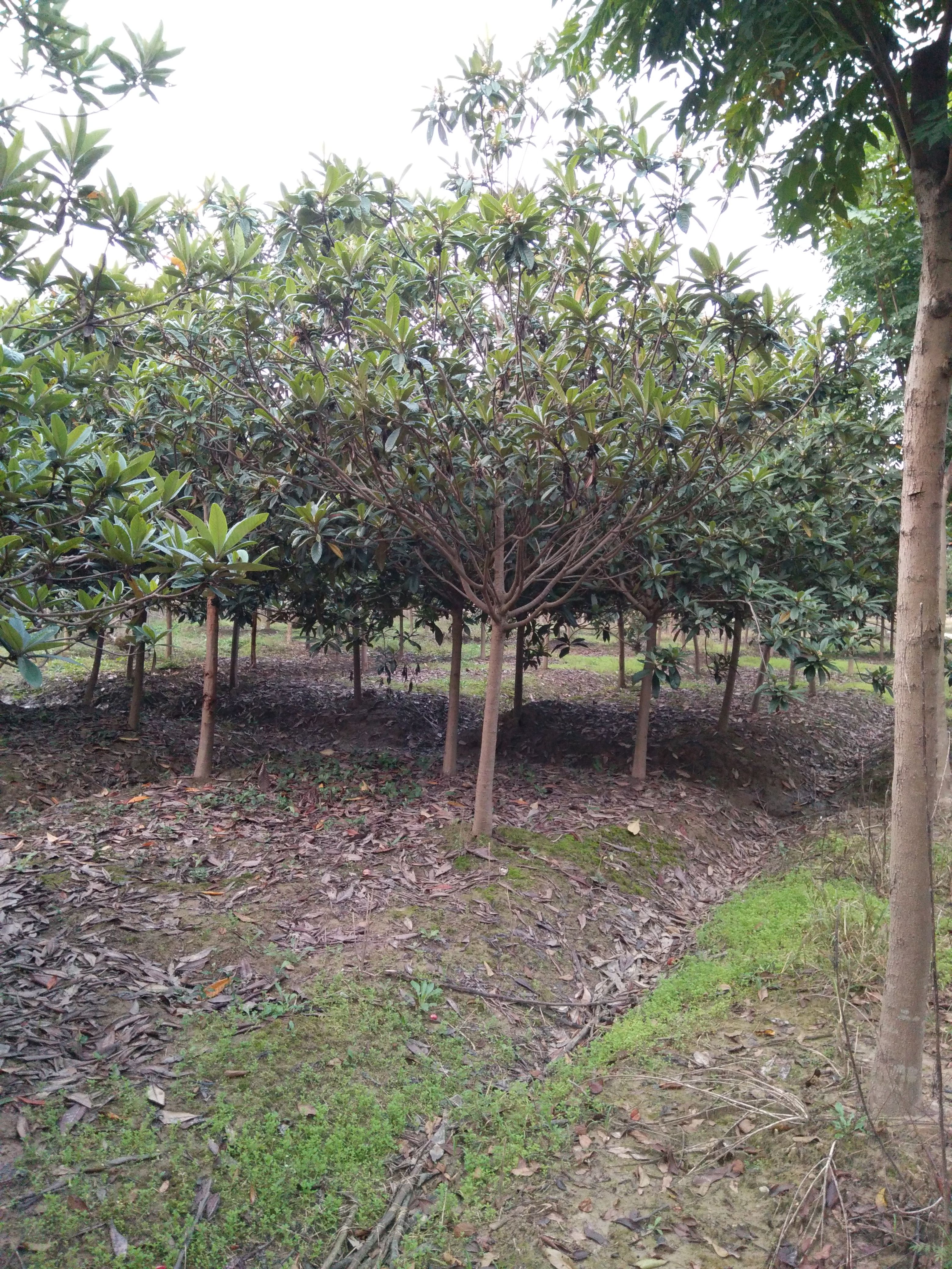 南京枇杷树苗 枇杷树