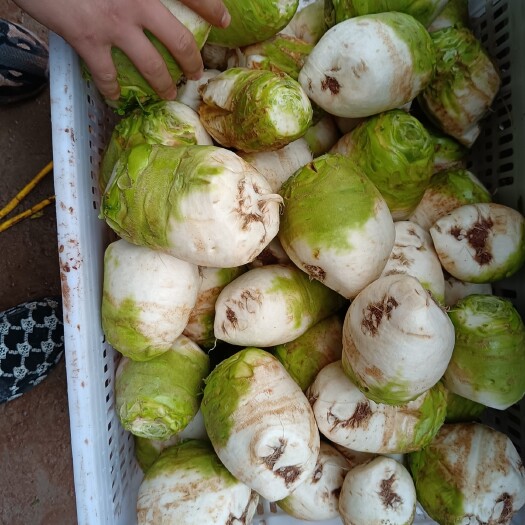 资阳光头芥菜 精品大头菜，今天大量有货，有需要的老板随时联系