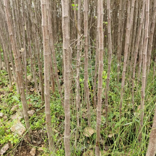 昭通红富士苹果苗 苹果苗