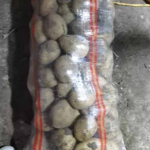 围场县迷你土豆 高原十小薯