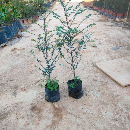 广州小叶紫檀盆栽 小叶紫檀，带土，量大从优。