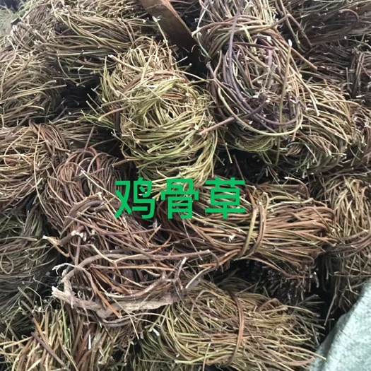 玉林鸡骨草  扎把光梗鸡骨草