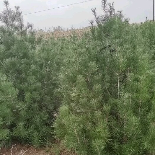 绛县 白皮松