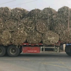 上蔡县（热销）河南大圆捆玉米秸秆，安全水分可做燃料肥料