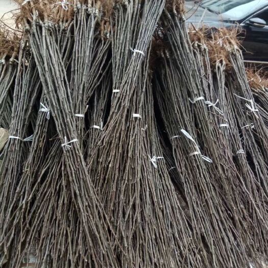 苍溪县梨树苗 嫁接梨苗