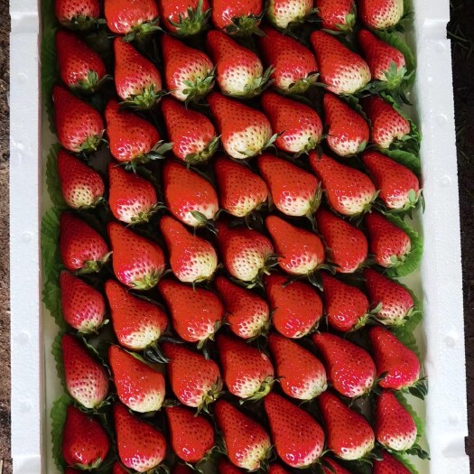平度市各个品种草莓齐全