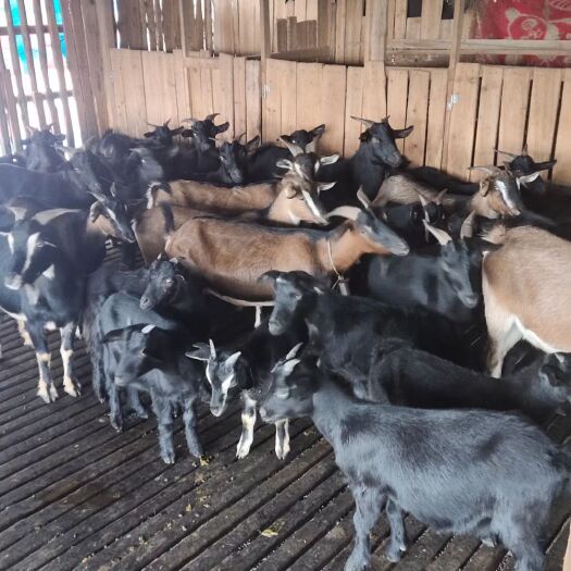 放养羊肉