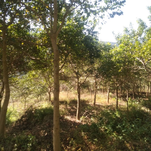 翁源县红果冬青 红子铁冬青树