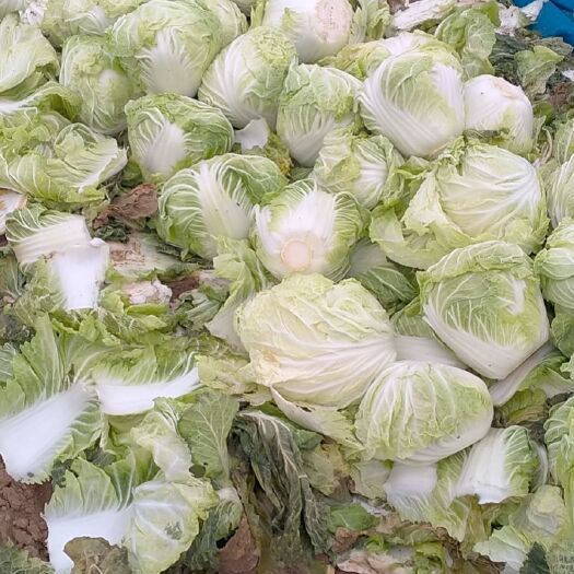 获嘉县河南新乡大白菜