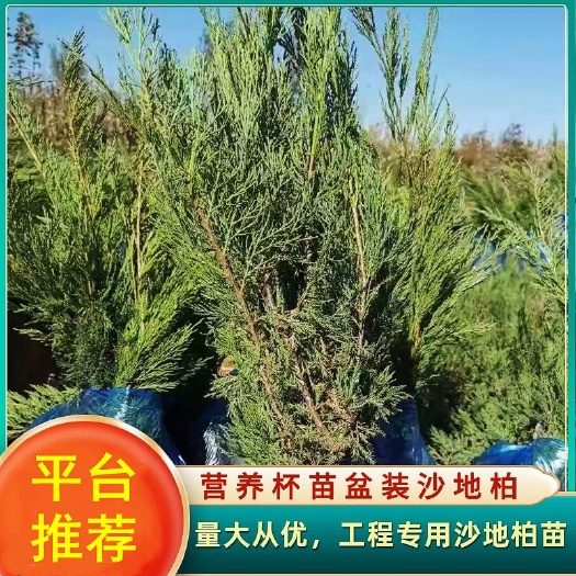 大量出售批发《沙地柏》工程用苗营养杯沙地柏基地土球小苗小柏树