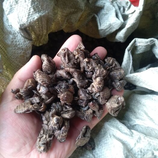 亳州蝉蜕 蝉衣，蝉脱壳