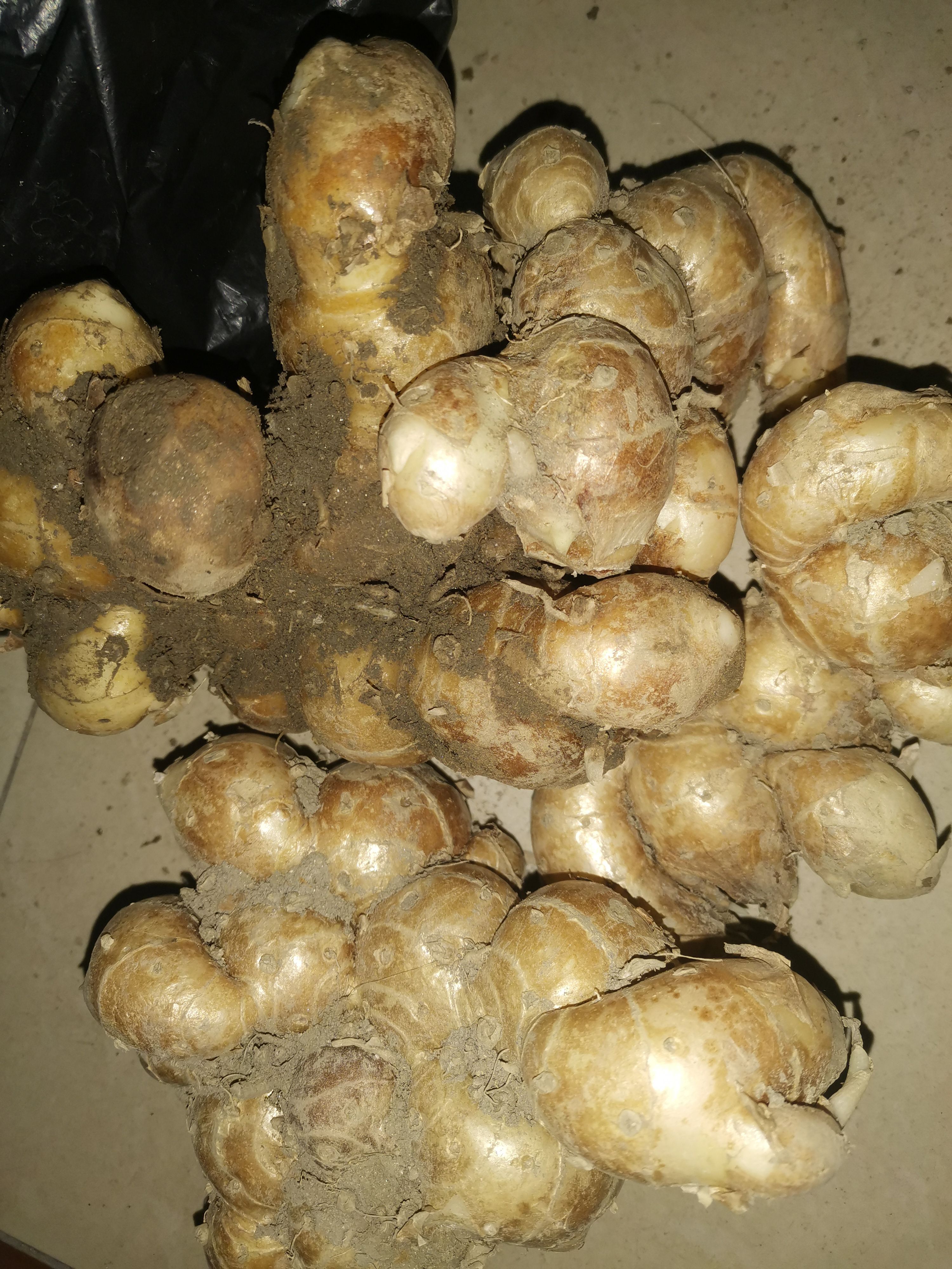 广西钦州市钦北区出售大量新鲜沙姜，需要联系