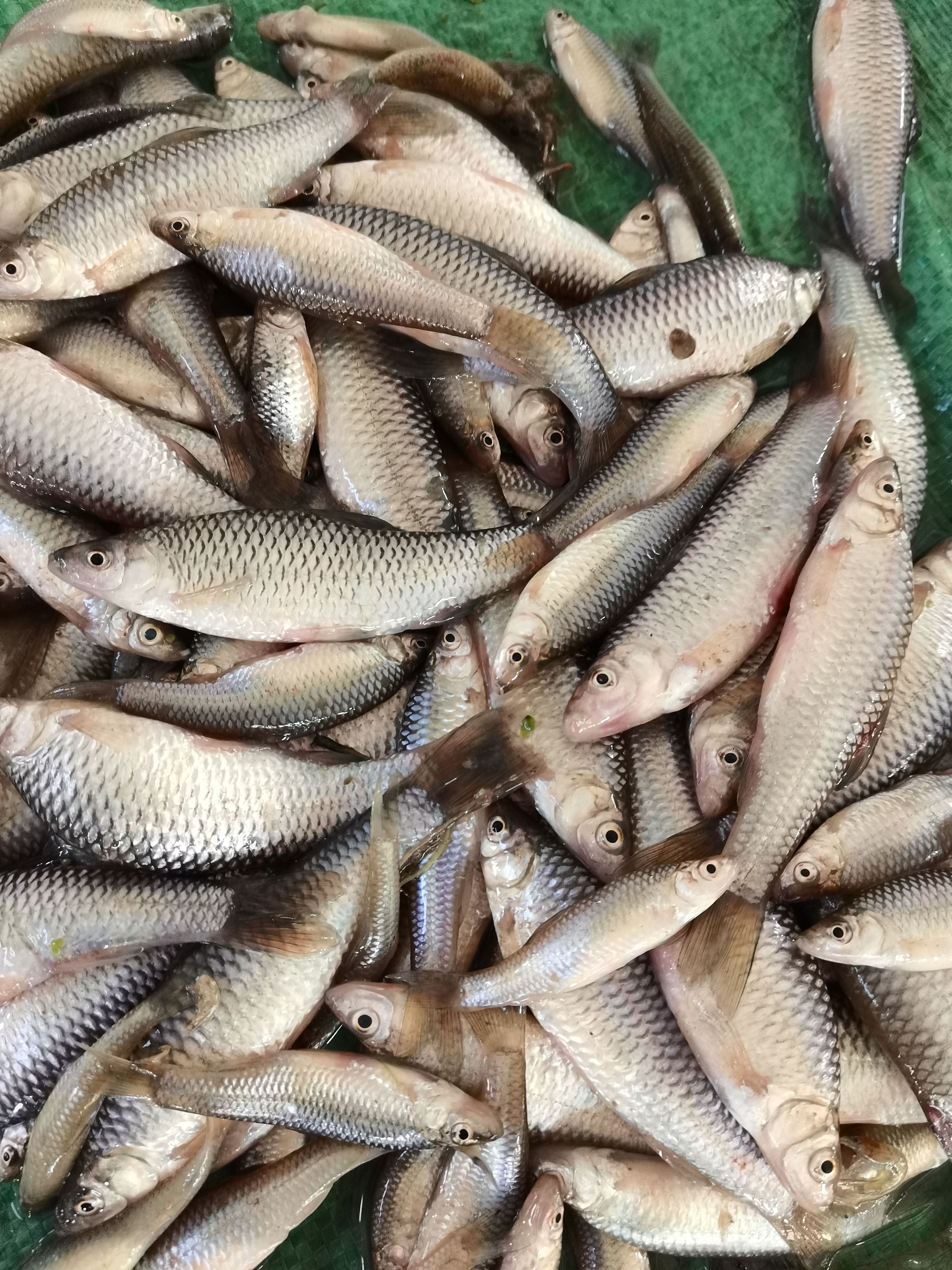 麦穗鱼，小黄鱼，小杂鱼，丁字鱼