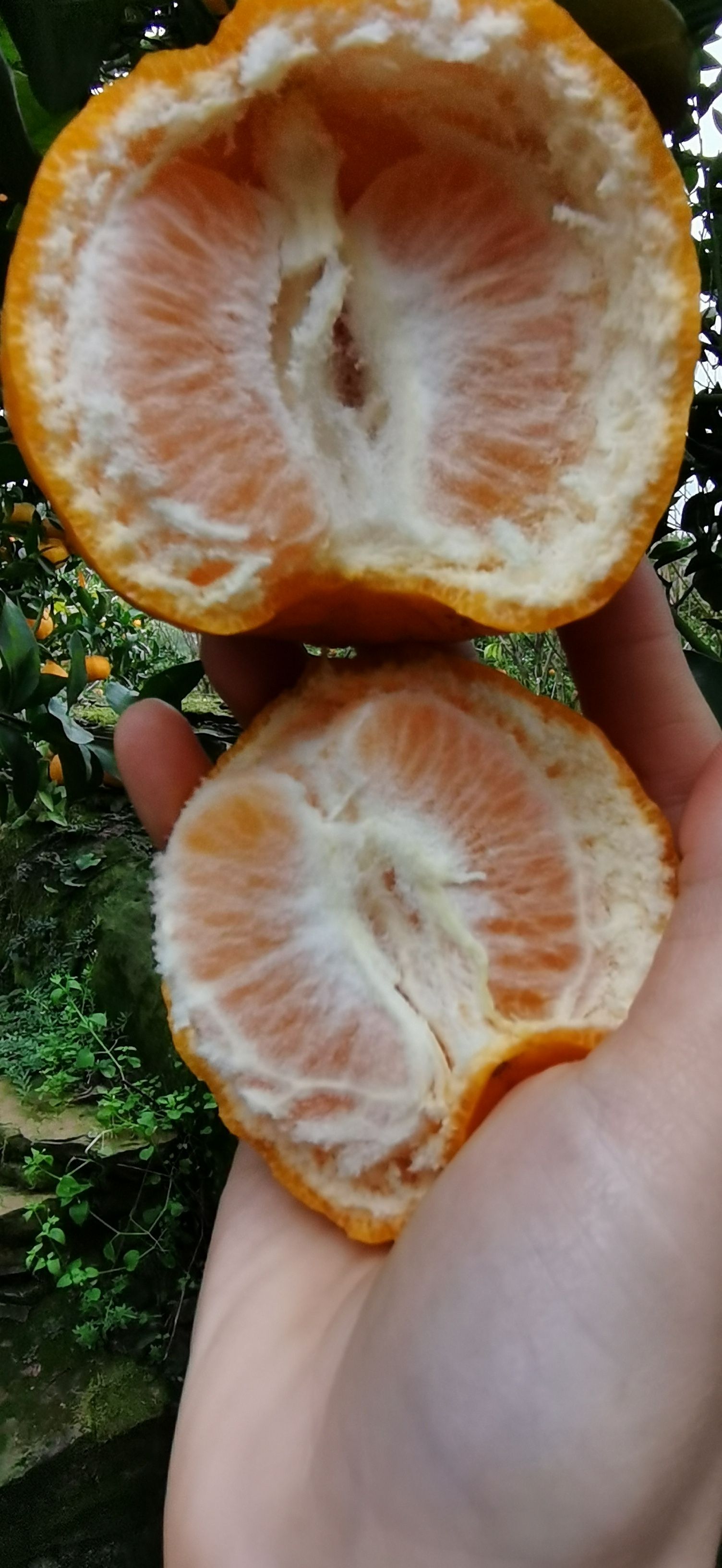 屏山碰柑，果面干净无疤