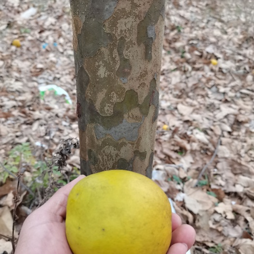 随县木瓜树
