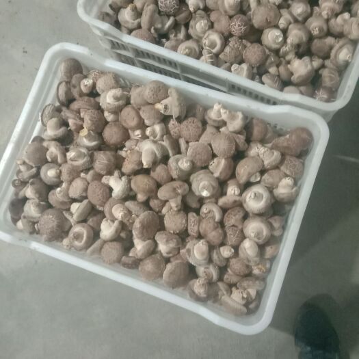 舞钢市 鲜香菇