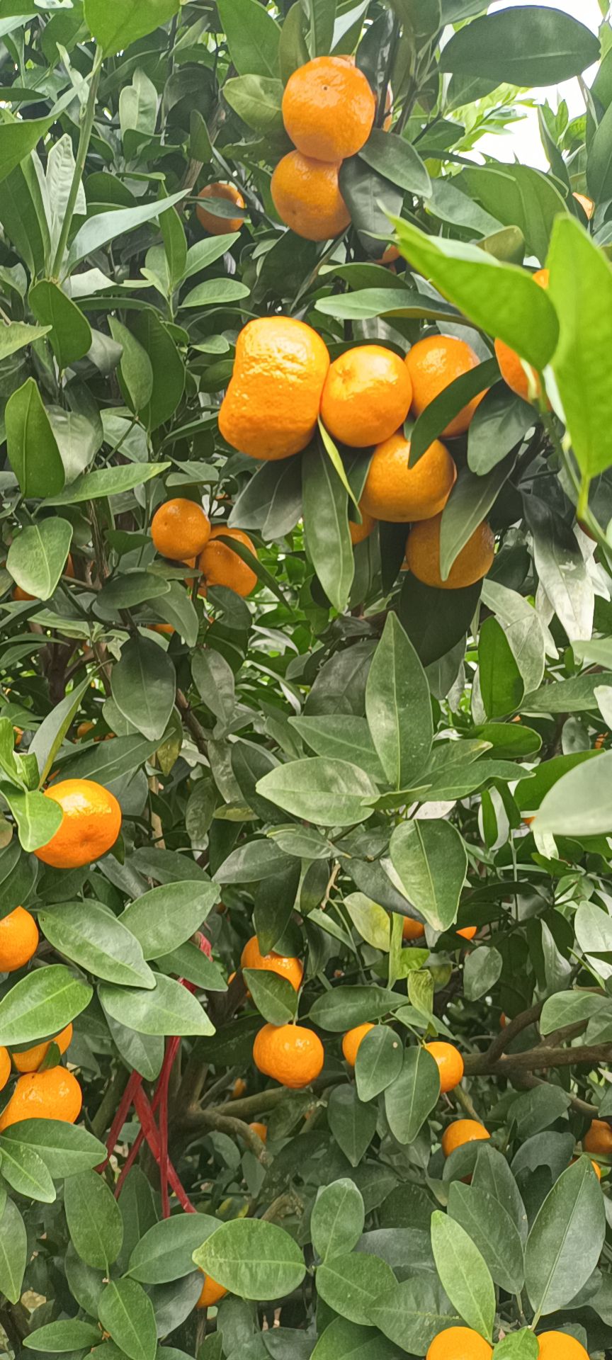 柑桔  供应优质八月桔个大皮薄肉厚颜色鲜红口感脆甜。