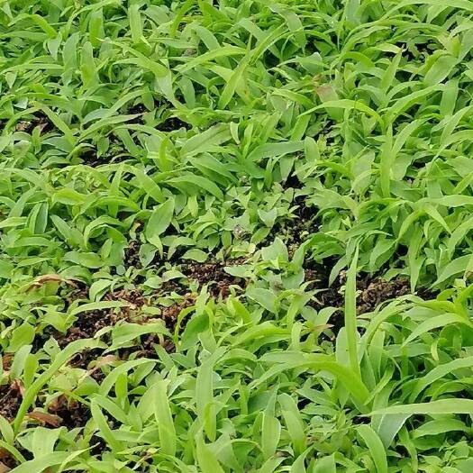 西充县预售  紫花白芨苗 白芨直播苗