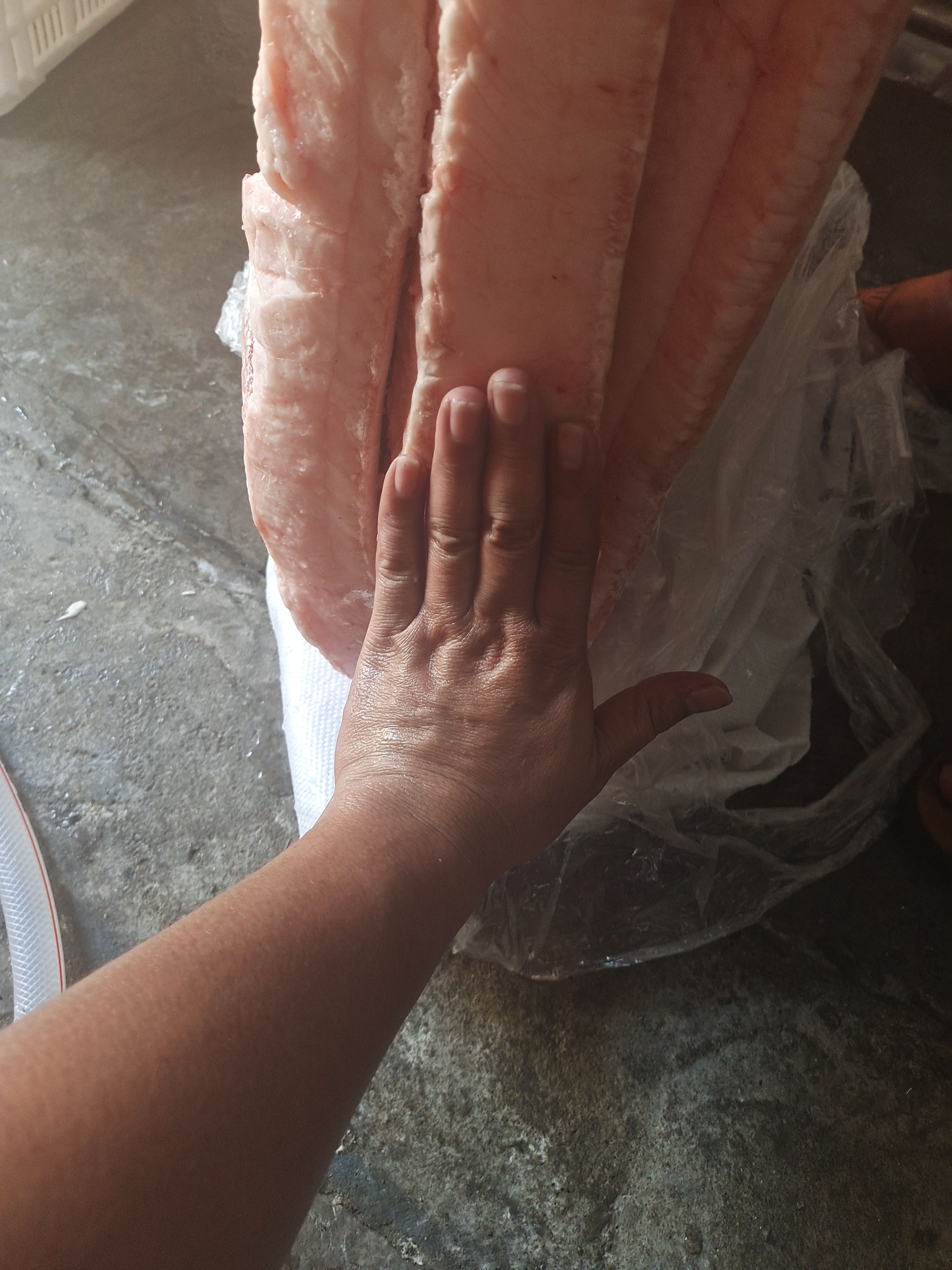 猪肥膘 特厚肥肉