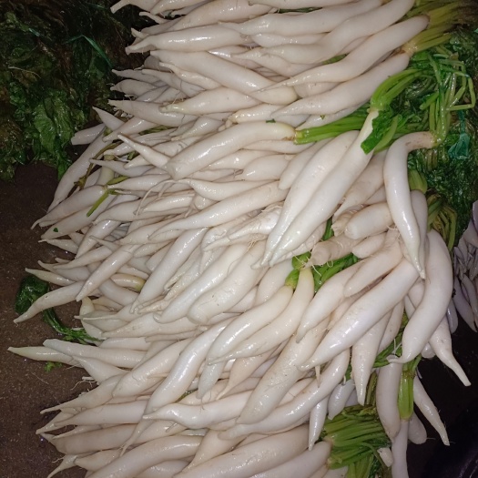 灵山县萝卜菜