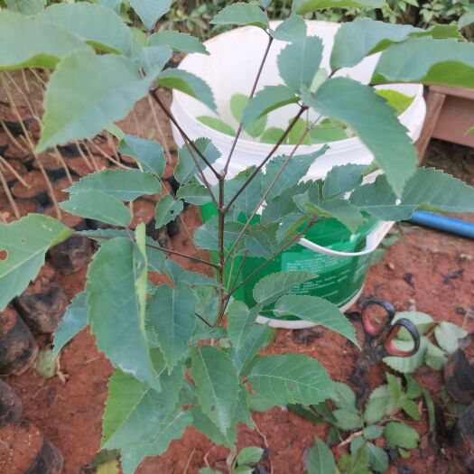 广州紫花风铃木
