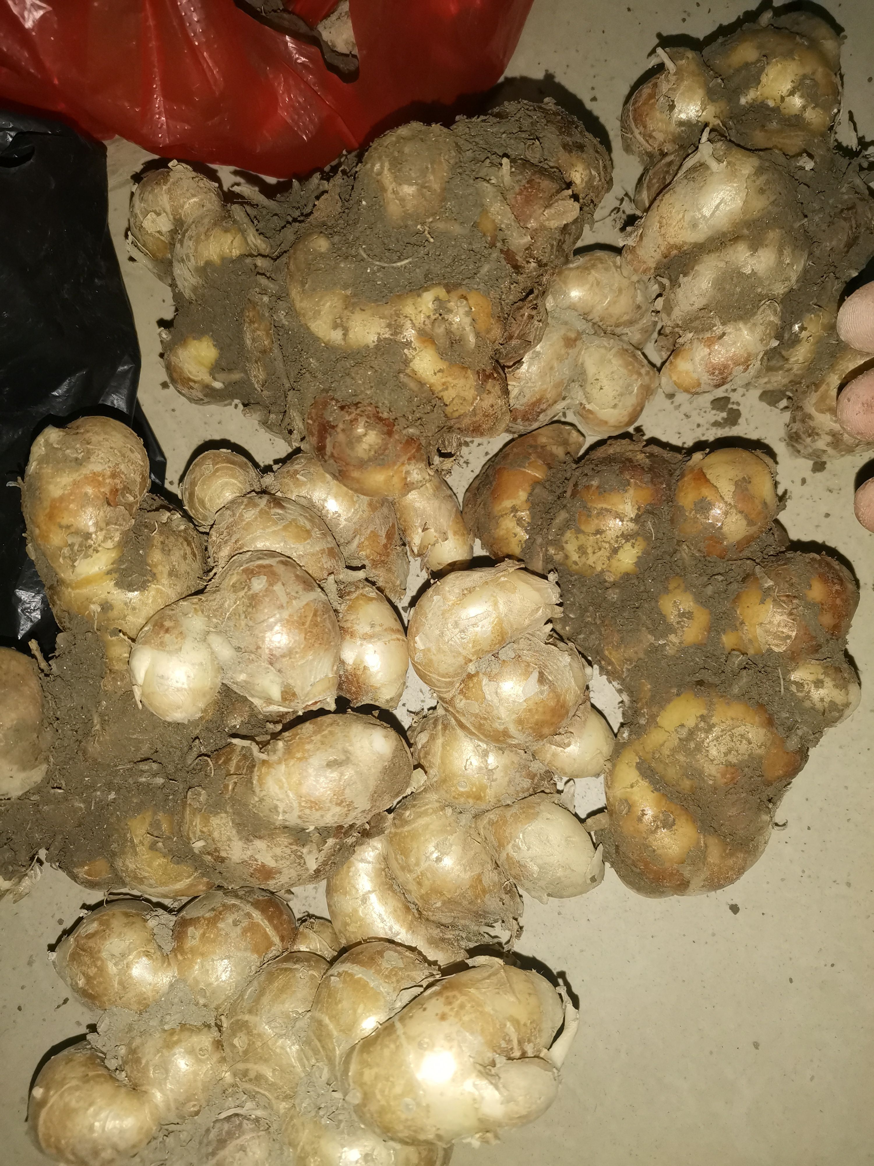 广西钦州市钦北区出售大量新鲜沙姜，需要联系