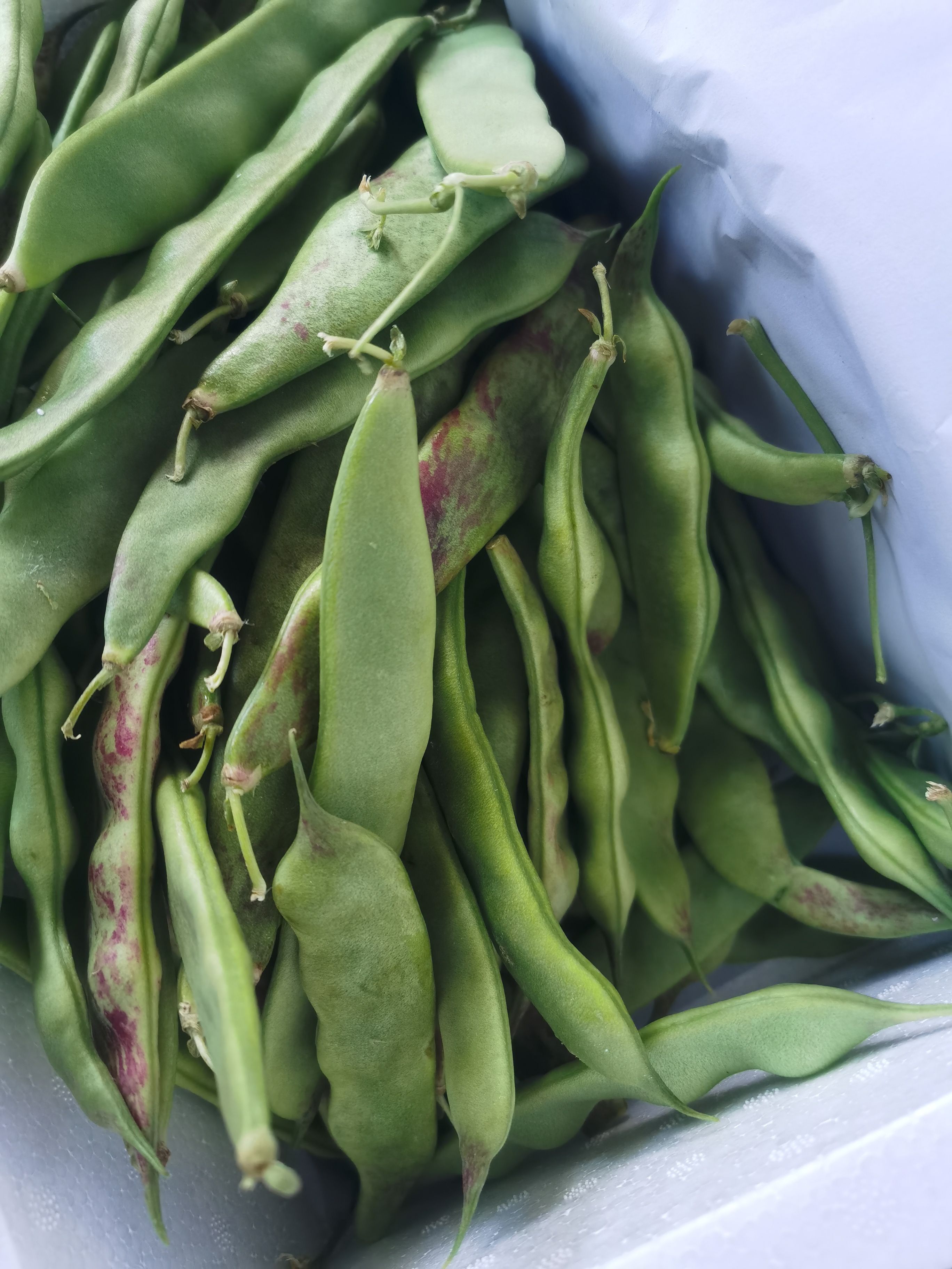 东北油豆角一点红油豆角新鲜采摘开锅烂面豆角大油豆角新鲜采摘