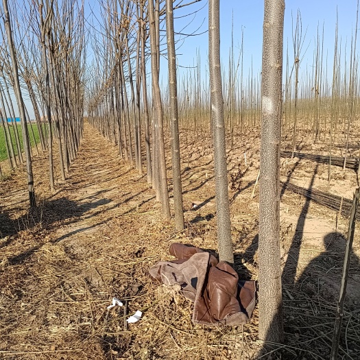 周口苦楝树苗 3——7公分精品苦楝，自己苗圃，诚信经营，物美价廉，上货速度