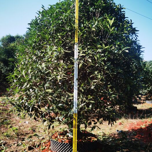 桂林丛生假植金桂大量供应，一手货源