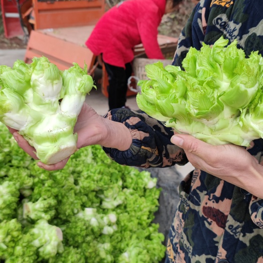 简阳市儿菜，四川优质儿菜，可配大小车，对接电商，超市食堂，企业