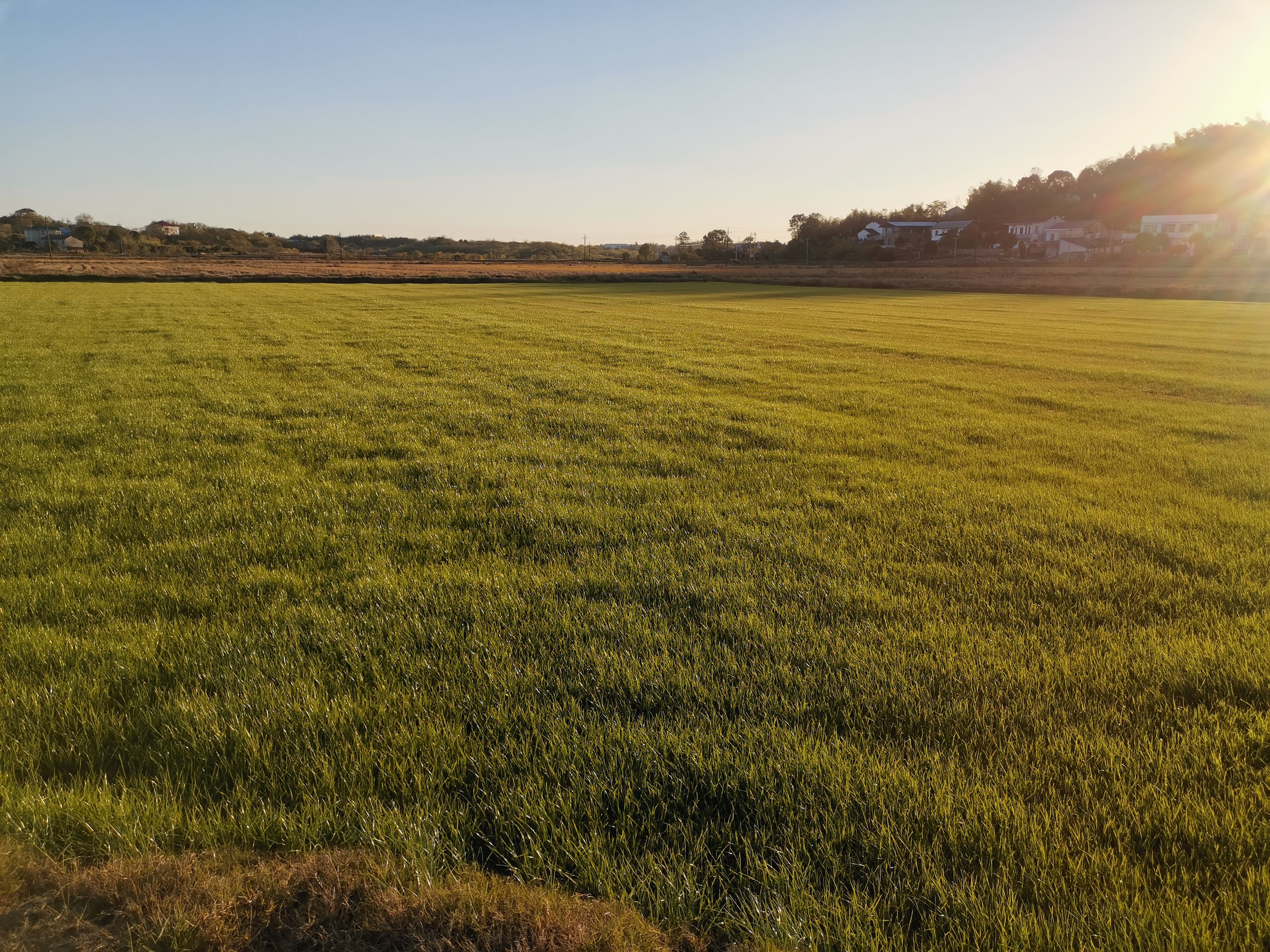 果岭草 草皮   果林草大量现货