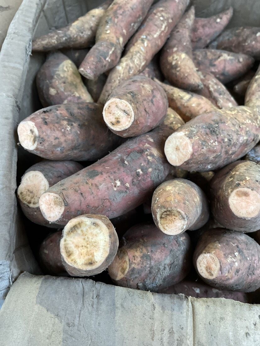 请老师帮我看下我的红薯外观没有问题但是切开有这种