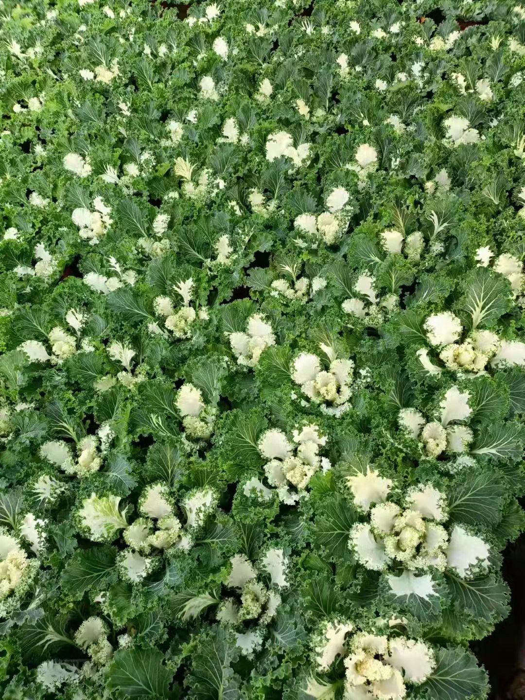 羽衣甘蓝 ，多色甘蓝，冬季观赏花，绿化专用，营养杯，双色盆