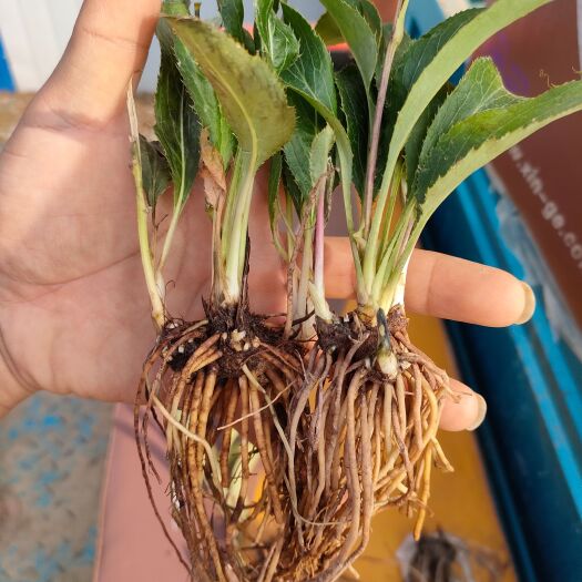 山阳县苍术种子  苍术 黑皮朱砂点北苍术