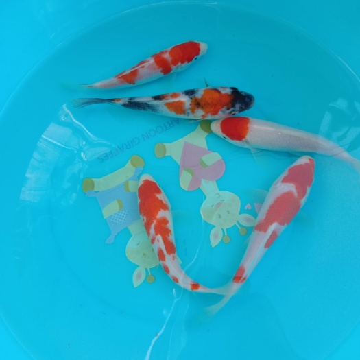  观赏鱼锦鲤