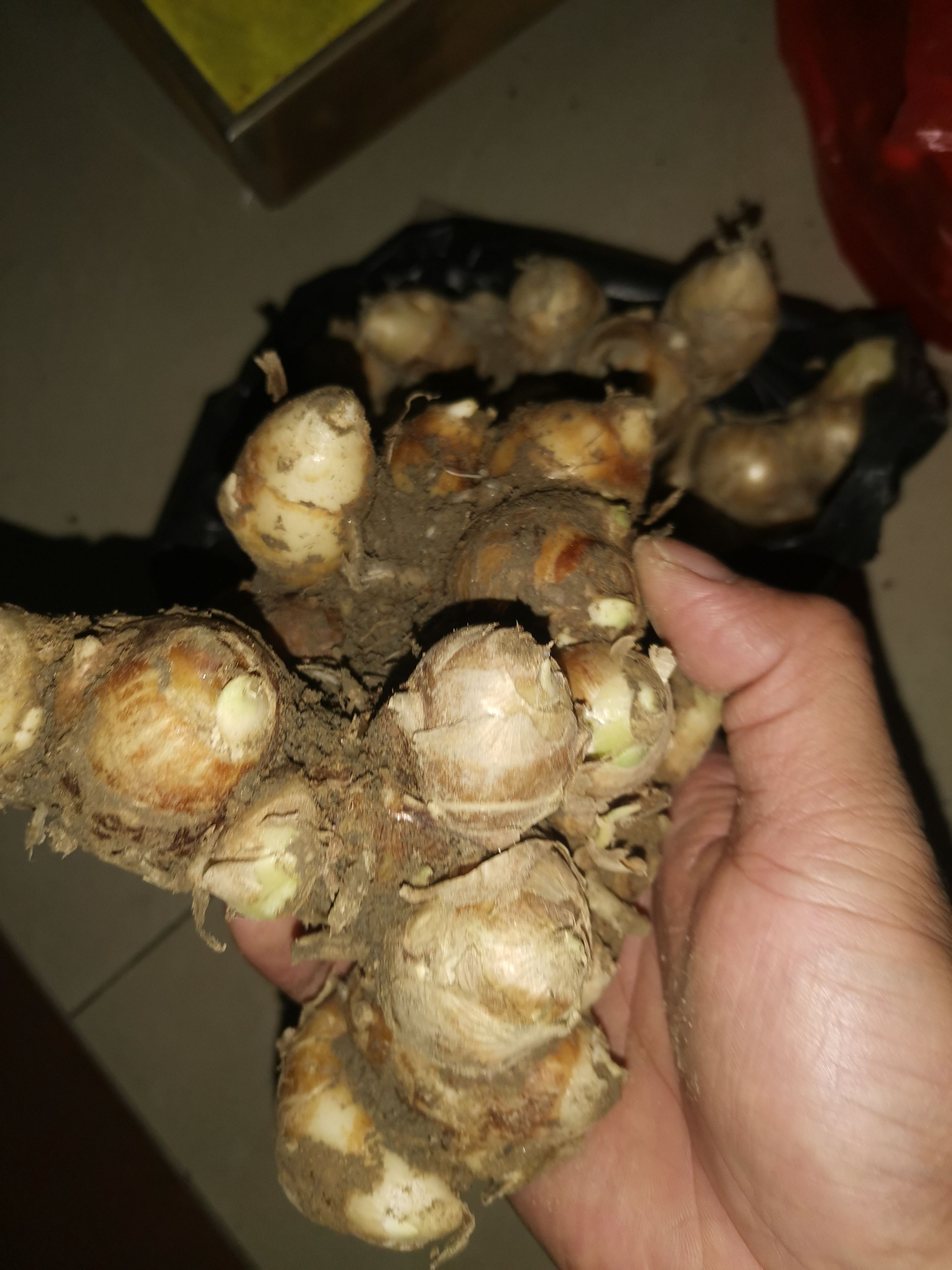 广西钦州市钦北区出售大量新鲜沙姜，需要联系