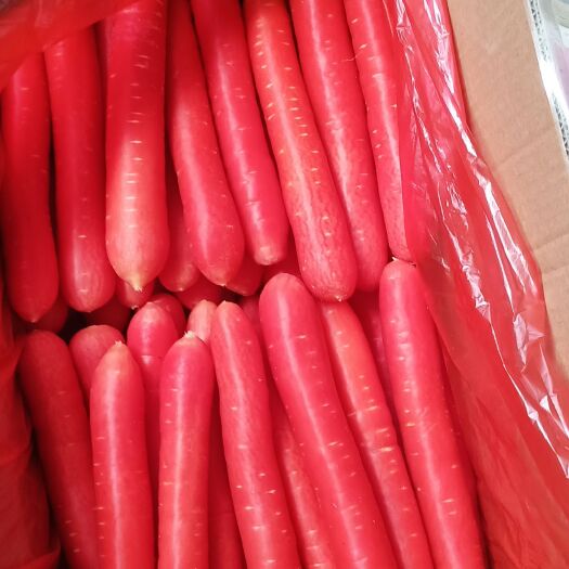 大荔县红萝卜精品供应陕西产区