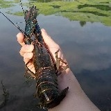 高州市澳洲龙虾 淡水澳龙